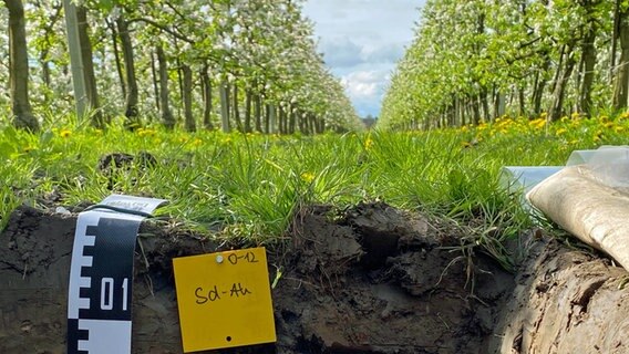 Zwischen Apfelbäumen des Bio-Obstbauern Dierk Augustin aus Klein Hove im Alten Land haben Wissenschaftler der Universität Hamburg die Entnahme von Bodenproben vorbereitet. © Jenny Witt / NDR 