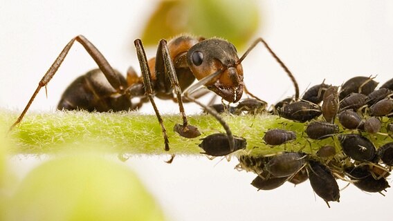 Eine Ameise und schwarze Blattläuse in Großaufnahme © blickwinkel McPhoto Foto: Alfred Schauhuber